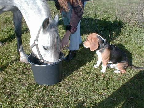 Beagle Lucas - Hvil I Fred  - Lucas og Flika, bedste venner :o) billede 6