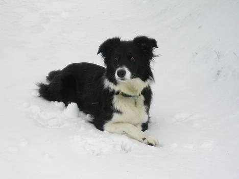 Border collie Eisse's Bold Blackie - Her er Sally som hvalp, sød ik!? billede 3
