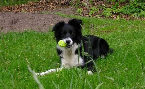 Border collie Eisse's Bold Blackie - Skal vi lege!? billede 4