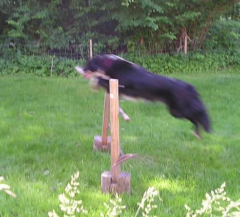 Border collie Eisse's Bold Blackie - Her springer Sally... hun kan let springe den helt oppe!! :) billede 5