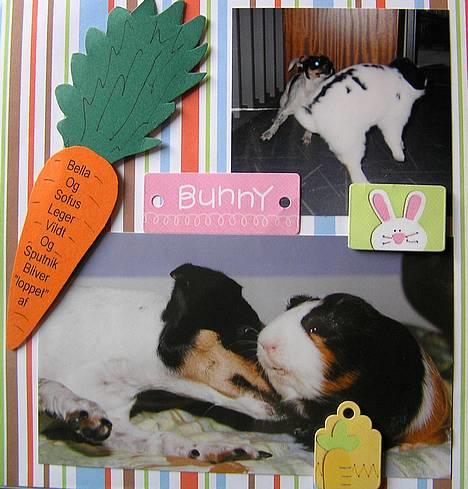 Dansk svensk gaardhund Bella *Himmelhund* - Fra min bella-scrapbog. Bella legede tit med min kanin Sofus og nussede med mit marsvin Sputnik. Hun elskede andre dyr. billede 2