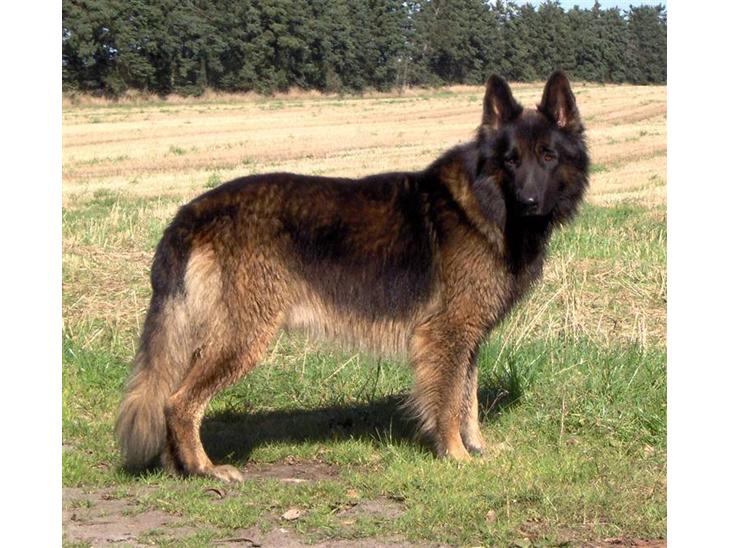 Schæferhund Buster *på de evige enge* - Ohla ;-) billede 1
