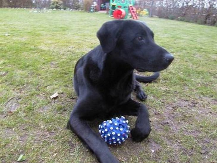 Labrador retriever Walter - Walter med dens bold billede 1