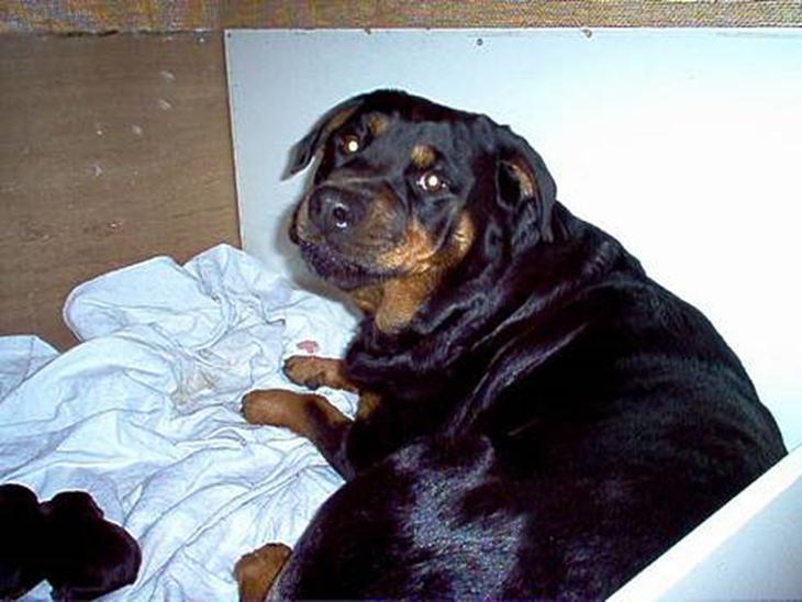 {{currentPhoto.altText}} billede {{currentPhoto.number}}