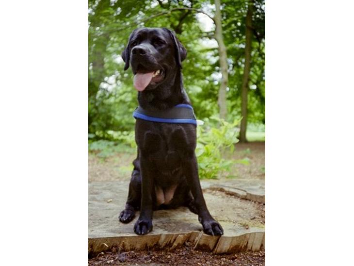 {{currentPhoto.altText}} billede {{currentPhoto.number}}