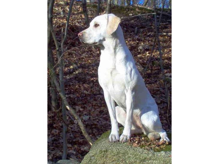 Labrador retriever Lucky Labrador's Gaby - Lucky Labrador´s Happy Gaby Tequila som den lille havfrue billede 1