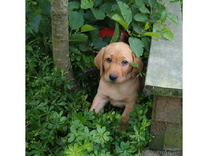Labrador retriever bella - er jeg ikke bare dejlig, en rigtig lille charmetrold billede 1