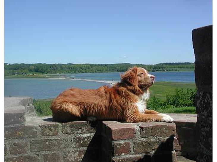Nova scotia duck tolling retriever Murphy - Murphy på Kalø Slotsruin billede 1