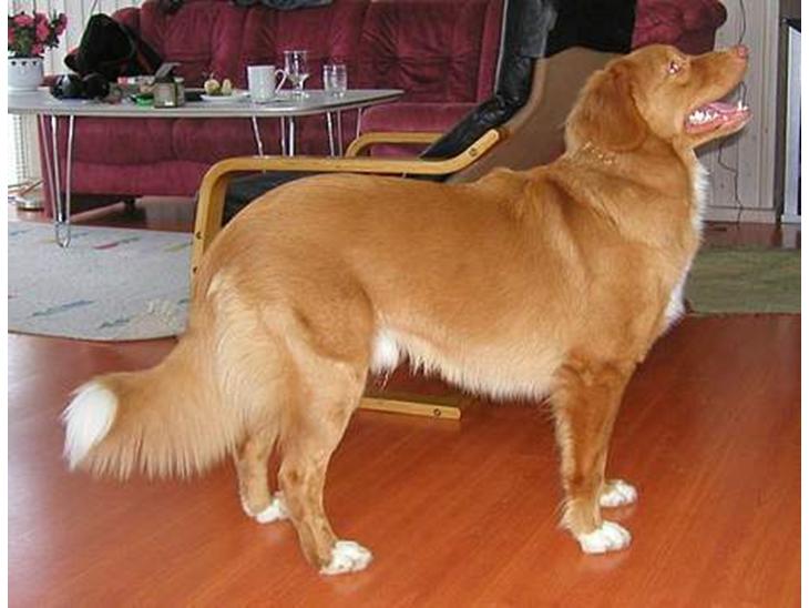 Nova scotia duck tolling retriever Koda billede 1