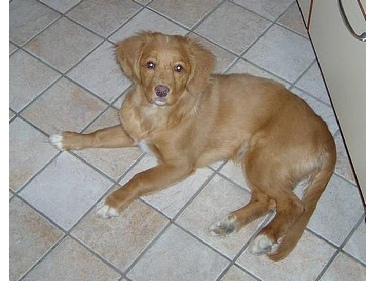 Nova scotia duck tolling retriever Fica billede 1