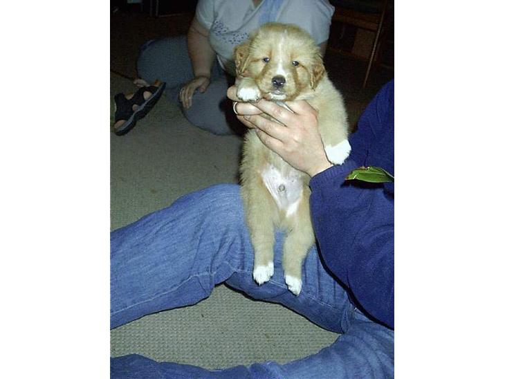 Nova scotia duck tolling retriever Luca billede 1