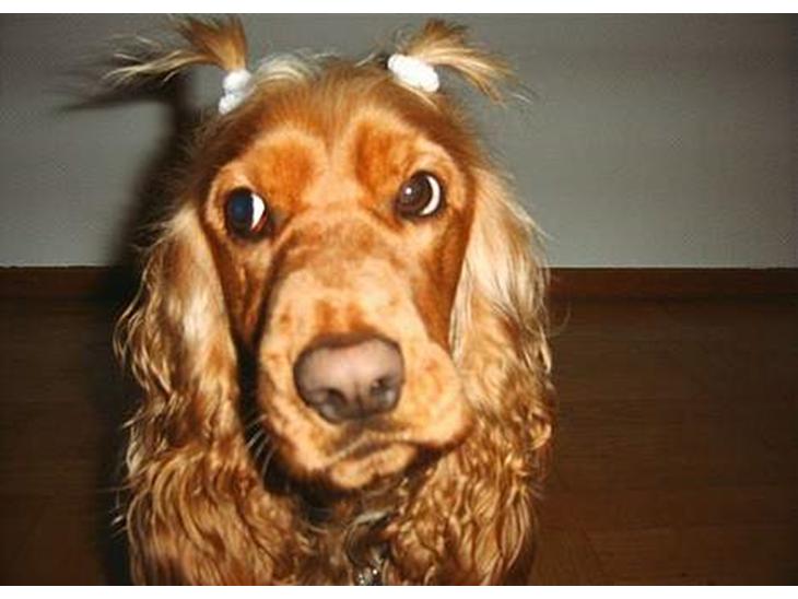 Cocker spaniel Molly - Her er hun så.. Med rottehaler :-) Et af mine yndlingsbilleder af hende. billede 1