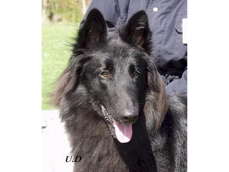 {{currentPhoto.altText}} billede {{currentPhoto.number}}