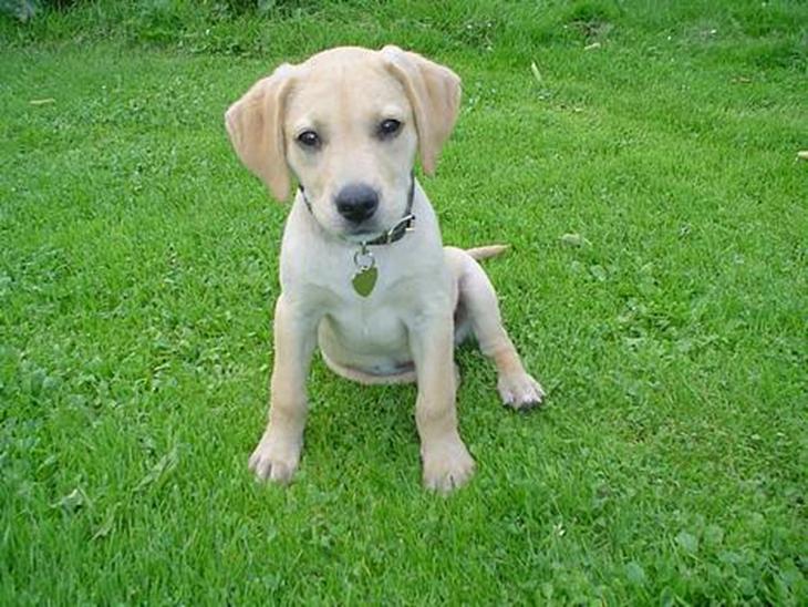 Labrador retriever Nala - er jeg ikke bare sød... billede 1