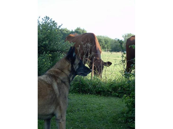 {{currentPhoto.altText}} billede {{currentPhoto.number}}