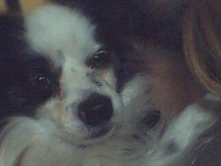 {{currentPhoto.altText}} billede {{currentPhoto.number}}