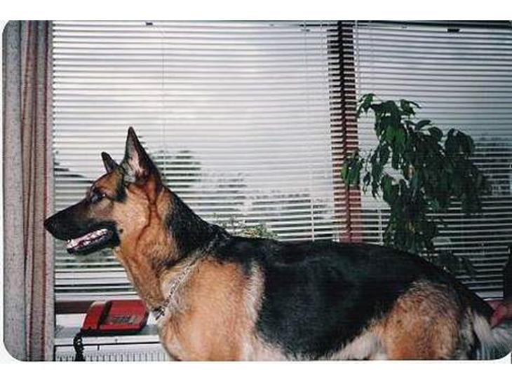 Schæferhund Buster *R.I.P.* billede 1