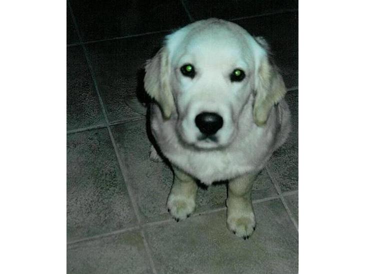 Golden retriever Leregårdens Unusual Uwe  - det var ikke mig der gjore noget billede 1