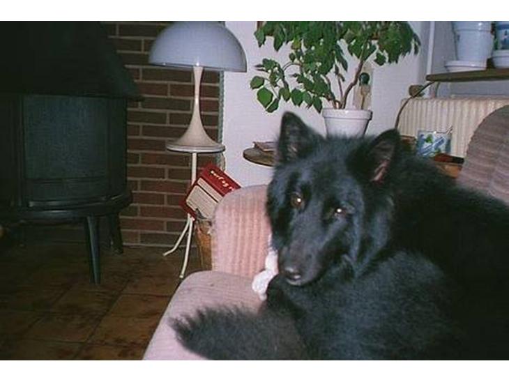 {{currentPhoto.altText}} billede {{currentPhoto.number}}