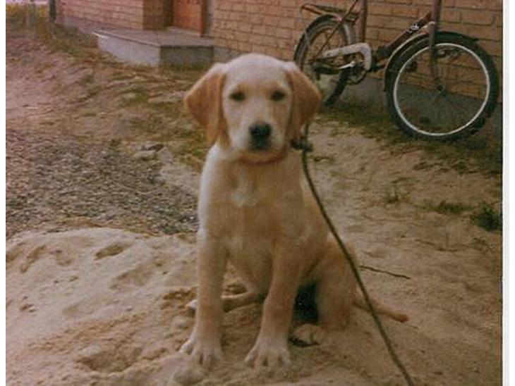 Labrador retriever Trold (Død) billede 1
