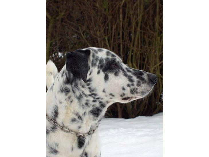 Blanding af racer Rollo - Rollo den 28 December 2005 billede 1