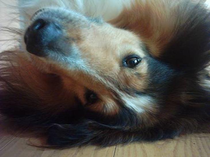 {{currentPhoto.altText}} billede {{currentPhoto.number}}