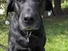 Labrador retriever Monique