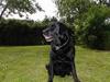 Labrador retriever Zeppo Black