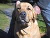 Broholmer Thor... evigt savnet.RIP [ Himmelhund]