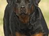 Rottweiler Anna... Mors pige... RIP. [ Himmelhund]