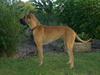 Grand danois great danes Ingha [ Himmelhund]