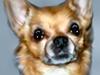 Chihuahua * Sasha, slikmutter*