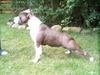 Amerikansk staffordshire terrier Sweet Dream Lesoto