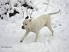 Amerikansk bulldog Thiti (R.I.P.)
