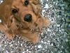Cocker spaniel Schicca