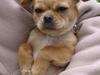 Chihuahua NEMO