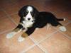 Berner sennenhund Bonnie.  (død) [ Himmelhund]