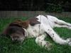 Kleiner münsterländer Cindy "Ziggy"