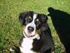 Berner sennenhund Lonnie