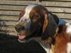 Welsh springer spaniel Chili  25 / 12