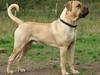 Boerboel ~ Victor ~ R.I.P [ Himmelhund]