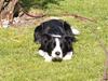 Border collie Chili