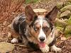 Welsh corgi cardigan Basse (Blue Merl)