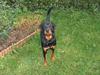 Rottweiler Mars