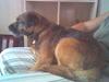 Border terrier Buster Oregon Mortensen