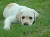 Labrador retriever Rolex