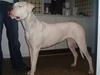 Dogo argentino Vulcana
