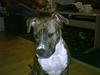 Amerikansk staffordshire terrier milla