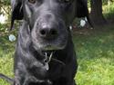 Labrador retriever Monique