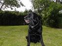 Labrador retriever Zeppo Black